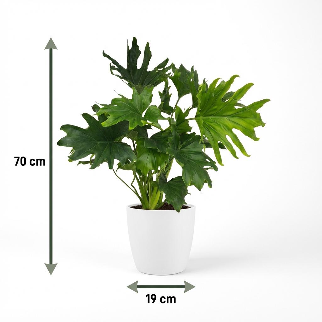 Plante d'intérieur - Philodendron - Philodendron Lickety split - Vert - Entretien facile - 1 Plante - avec Pot Blanc - Pot 19cm - Hauteur 70cm