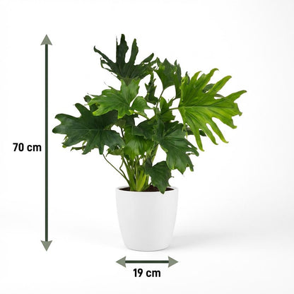 Plante d'intérieur - Philodendron - Philodendron Lickety split - Vert - Entretien facile - 1 Plante - avec Pot Blanc - Pot 19cm - Hauteur 70cm