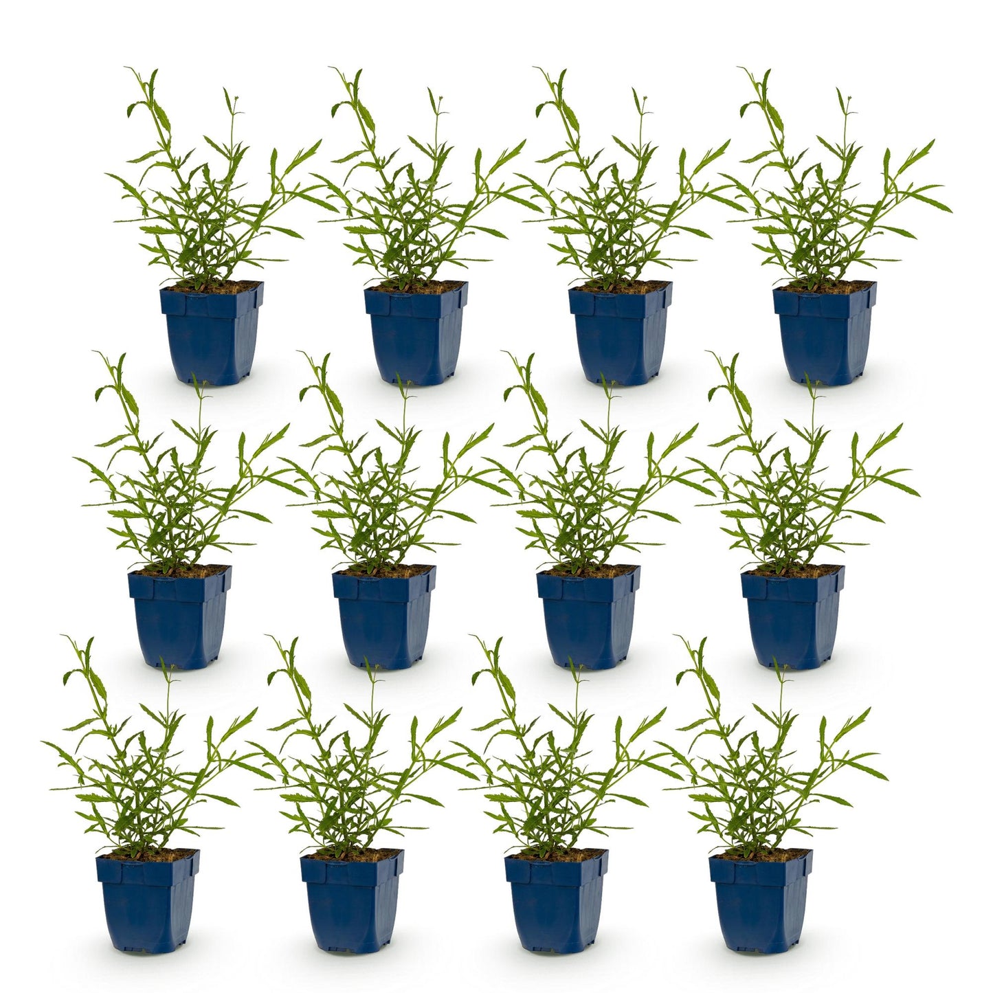 Verbena bonariensis Lollipop, lot de 12 jeunes plants de verveine de Buenos Aires en pots bleus, prêts à être plantés en extérieur.
