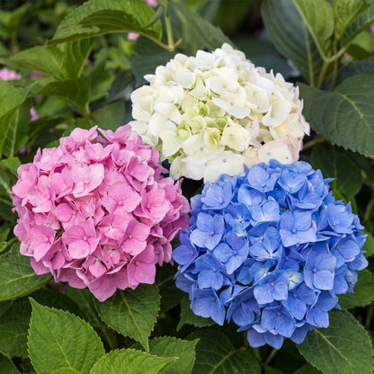 Hortensia de jardin (Hydrangea macrophylla), arbuste fleuri rustique, Pot 17 cm, Hauteur 30 cm