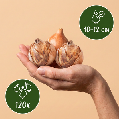 Bulbes de Mélange de bulbes pour jardin humide tenus dans une main, calibre 10-12 cm, lot de 120 bulbes.