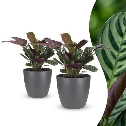 Deux Ctenanthe Burle Marxii, plantes de la prière arête de poisson, avec un feuillage panaché vert et rouge-violet, dans des cache-pots
