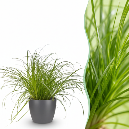 Plante d'intérieur - Cyperus alternifolius Zumula - Plante à chats - Plante amicale pour les animaux - Vert - 1 Plante - avec Pot Gris - Pot 12cm - Hauteur 20cm