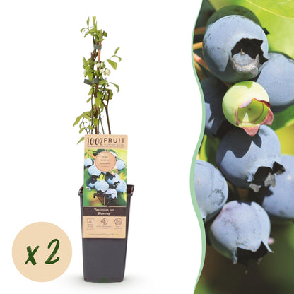 Myrtillier 'Bluecrop', un plant en pot avec une étiquette produit, accompagné d'une pastille indiquant "x2", et d'un gros plan de myrtilles.