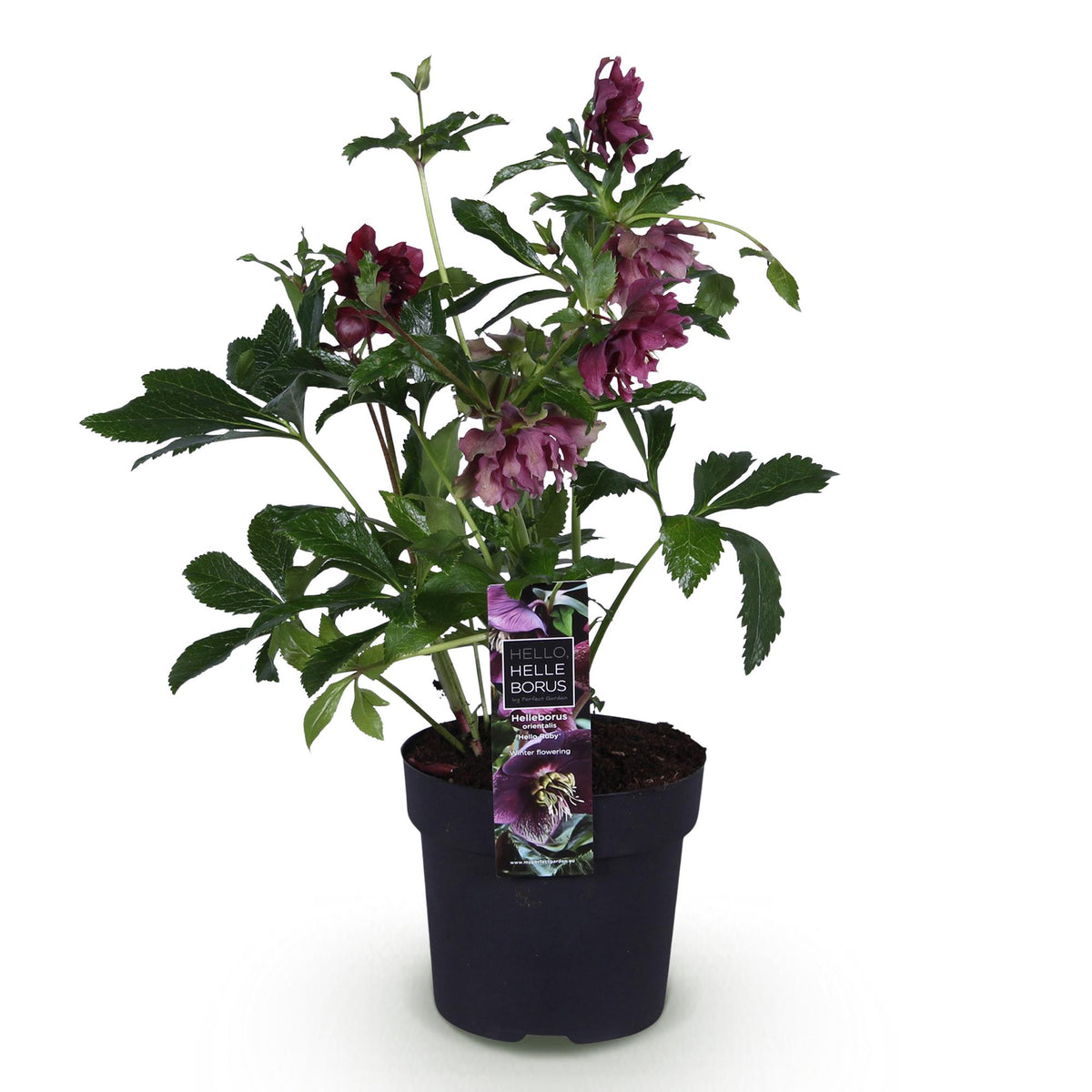Rose de Carême 'Double Ellen Red' - 1 plant en pot de 14 cm