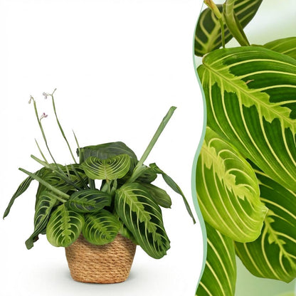 Maranta Fascinator Lemon Lime plante d'intérieur pet-friendly en pot 12cm, feuillage graphique jaune et vert