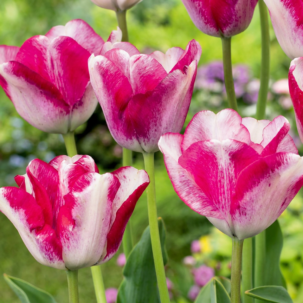 Massif de tulipes 'Mata Hari' aux pétales blancs striés de rose vif, épanouies dans un jardin printanier.