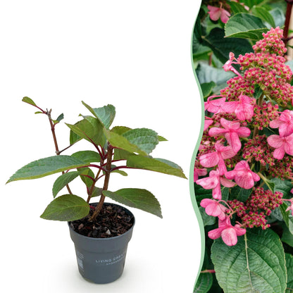 Hortensia paniculée Living Infinity en pot, avec un aperçu de ses fleurs roses en arrière-plan.