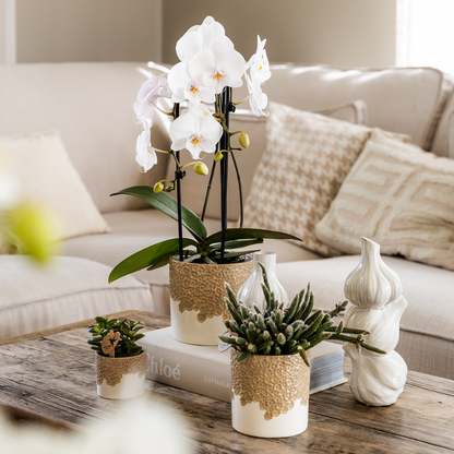 Orchidée Phalaenopsis blanche en pot