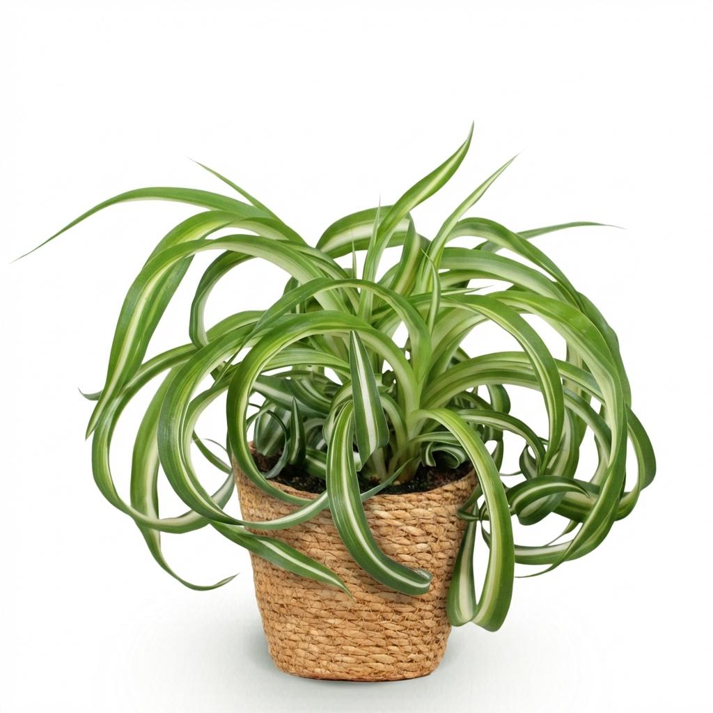 Chlorophytum comosum Bonnie aux feuilles vertes panachees de blanc, pousse dans un pot en osier naturel