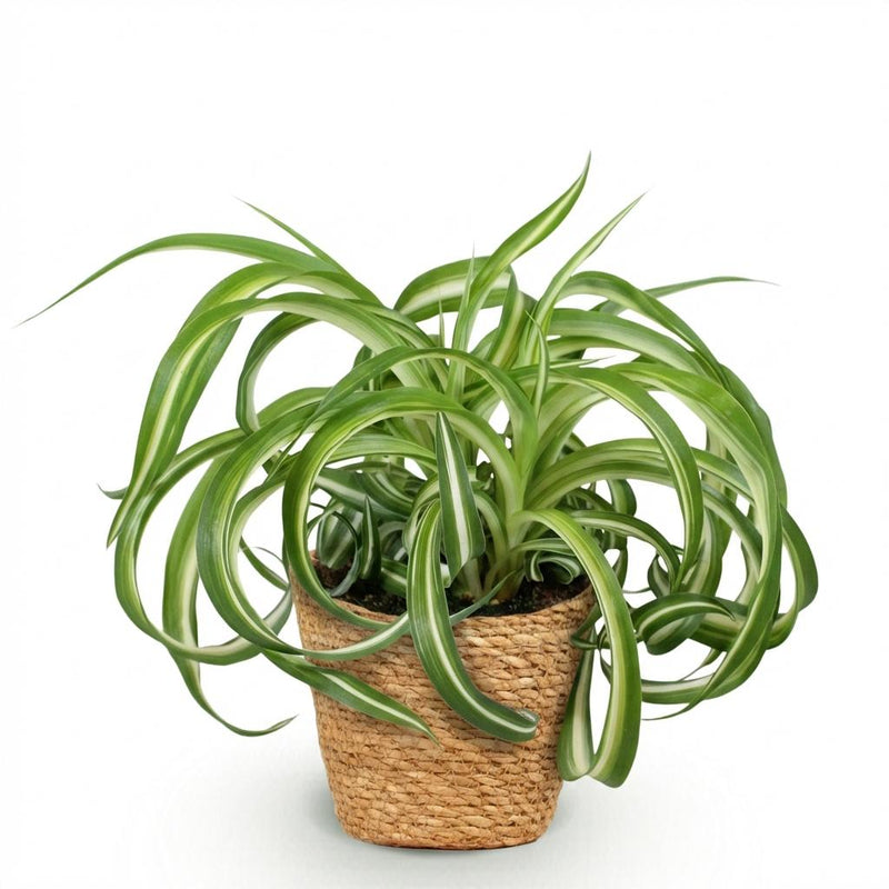 Chlorophytum comosum Bonnie - Pet-friendly - Pot de 12cm - Hauteur 20cm