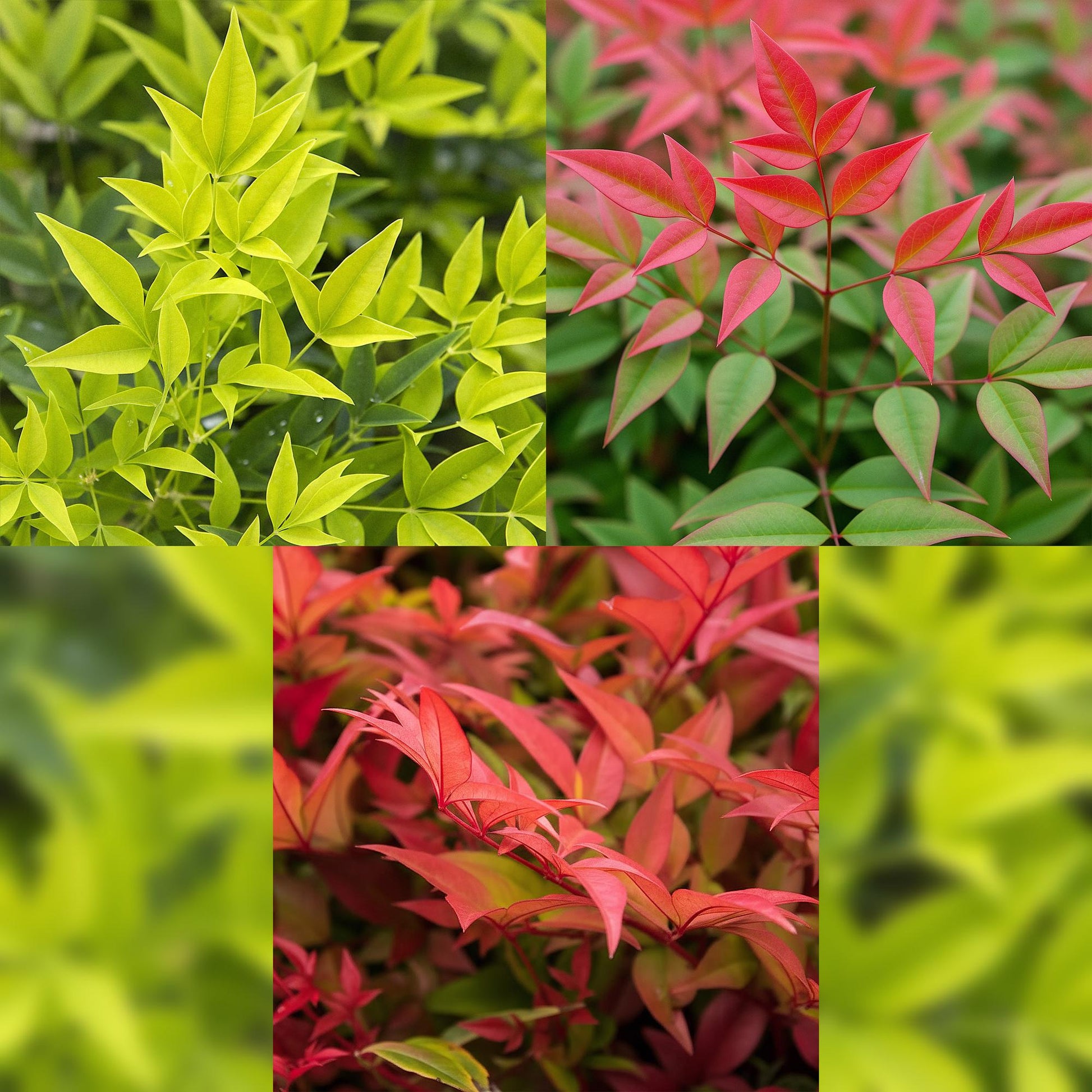 Nandina Duo : gros plan de ses feuilles, un quart en jaune clair, un quart en rouge vif et les deux autres quarts flous.