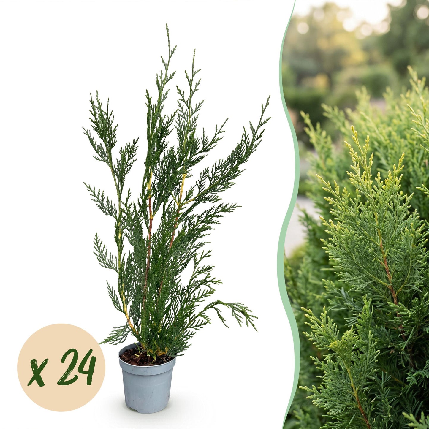Leylandii : lot de 24 jeunes plants en pot sur fond blanc, avec un aperçu de haie en arrière-plan flou.