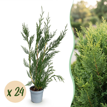 Leylandii : lot de 24 jeunes plants en pot sur fond blanc, avec un aperçu de haie en arrière-plan flou.