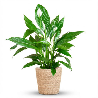 Spathiphyllum avec Panier Zeegras naturel - 80cm - Ø21