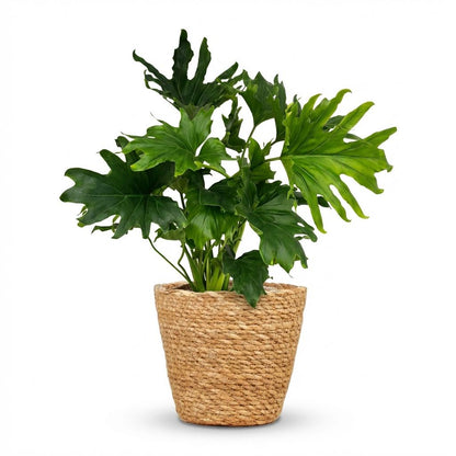 Plante d'intérieur - Philodendron - Philodendron Lickety split - Vert - Peu d'entretien - 1 Plante - avec Panier - Pot 19cm - Hauteur 70cm