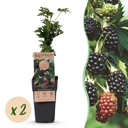 Rubus fruticosus Thornless Evergreen, un plant en pot avec une étiquette produit et une pastille « x2 », à côté de baies de mûres sur une br