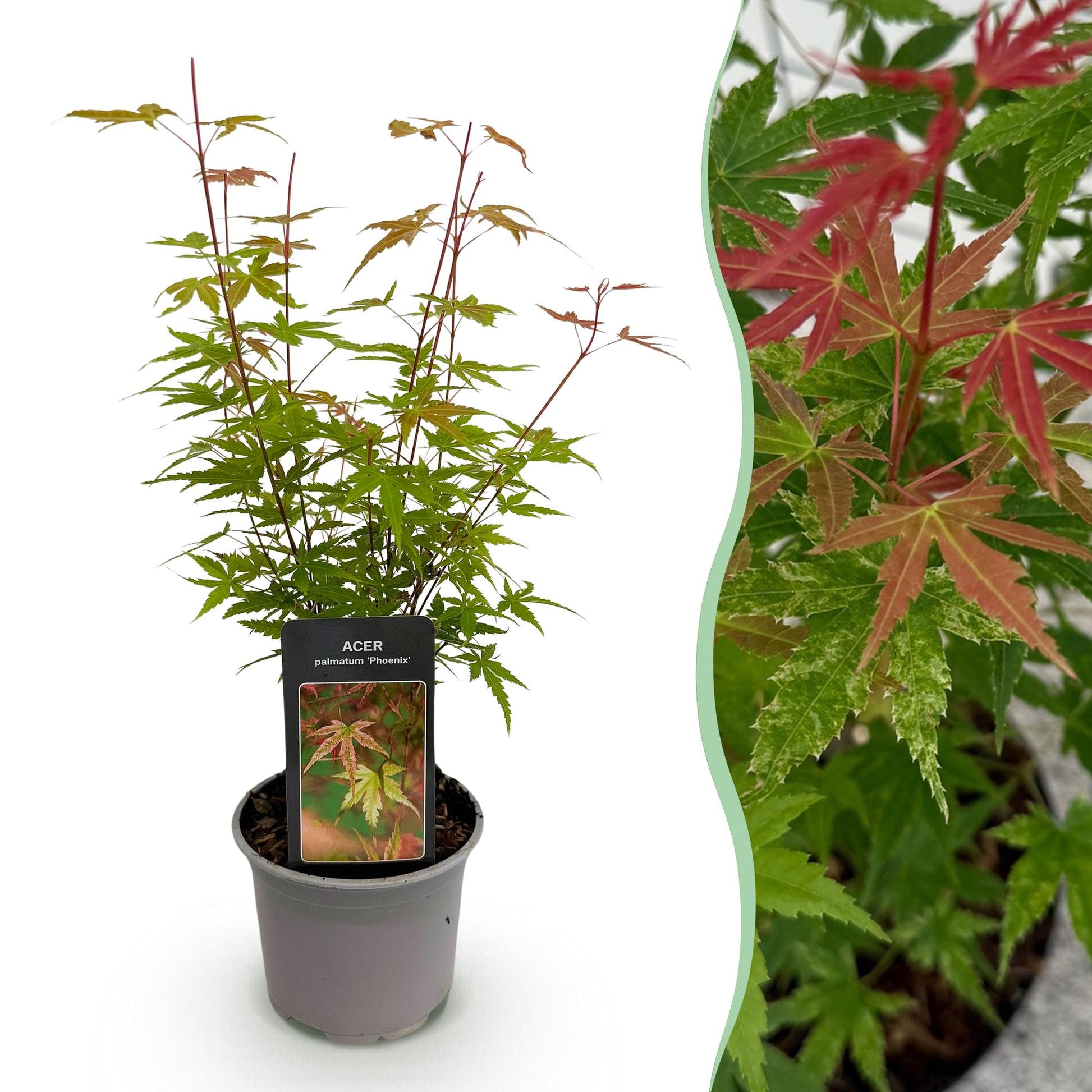 Acer palmatum Phoenix en pot sur fond blanc, avec un encart montrant un gros plan de ses feuilles vertes et rouges panachées.