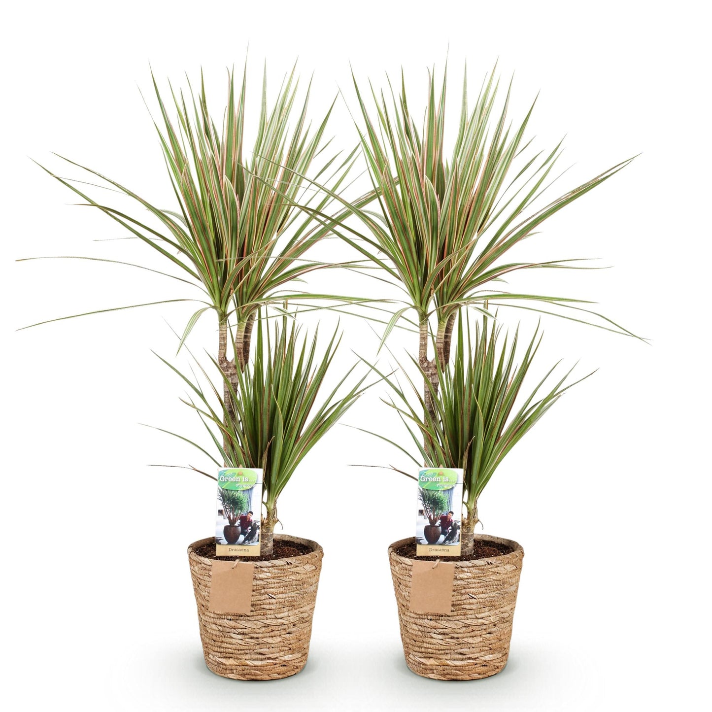 Deux Dracaena Sunray Arbre Dragon avec leurs troncs nus et leurs feuilles vertes bordées de rouge dans des pots en osier tressé sur fond