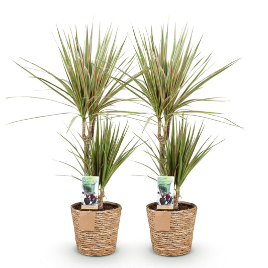 Deux Dracaena Sunray Arbre Dragon avec leurs troncs nus et leurs feuilles vertes bordées de rouge dans des pots en osier tressé sur fond