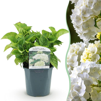 Hortensia de jardin (Hydrangea macrophylla), arbuste fleuri rustique, Pot 17 cm, Hauteur 30 cm