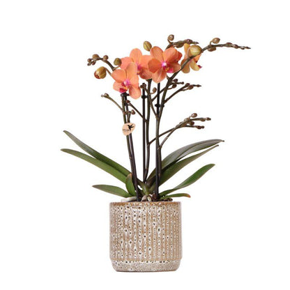 Orchidée Phalaenopsis orange avec cache-pot Jaguar tacheté