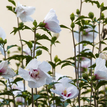 Hibiscus syriacus Starburst Chiffon®, gros plan sur ses fleurs blanches délicates avec un cœur rosé, parmi le feuillage vert.
