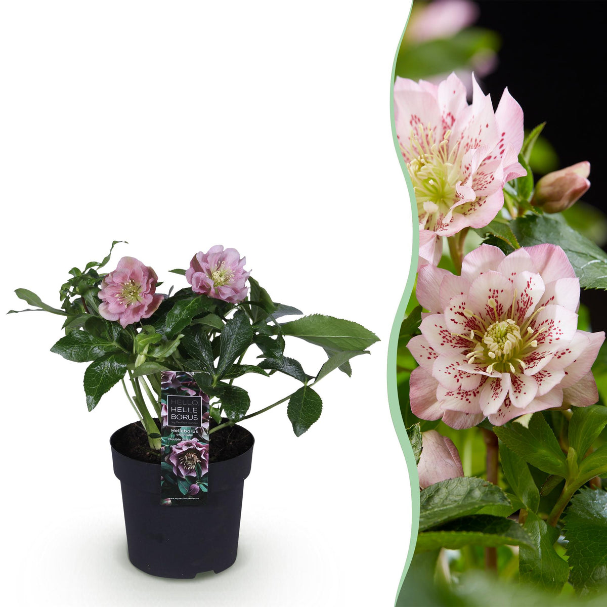 Rose de Carême 'Double Ellen Pink' en pot de 14 cm et détail du feuillage et des fleurs