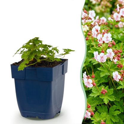 Géranium 'Spessart' en pot de 11 cm et détail du feuillage et des fleurs