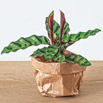 Recharge terrarium : Avec 5 plantes