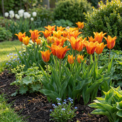 Massif de tulipes 'Vendée Globe' aux fleurs rayées orange et jaune dans un jardin ensoleillé.
