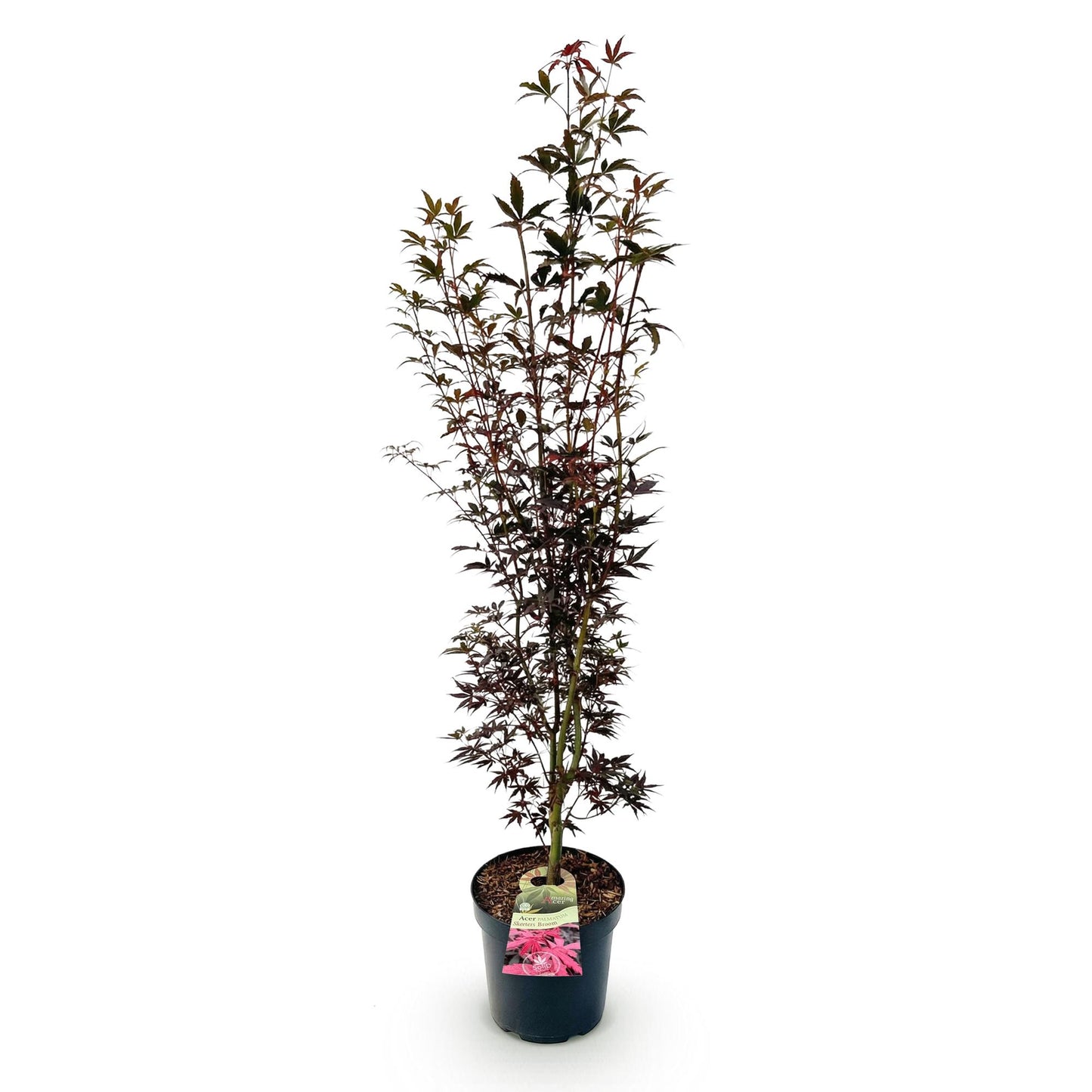 Acer palmatum Skeeters Broom en pot sur fond blanc, montrant sa forme élancée et son feuillage pourpre.