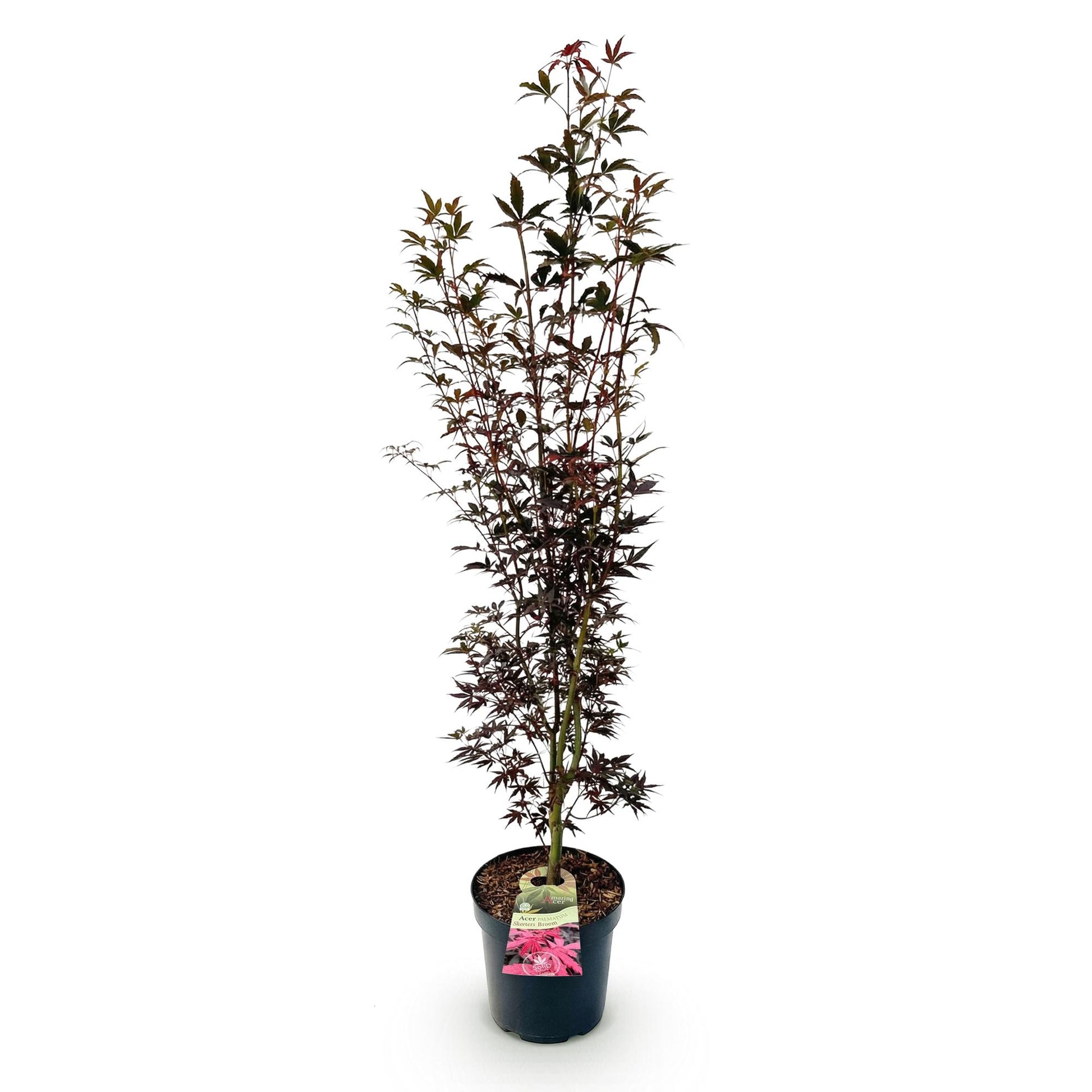 Acer palmatum Skeeters Broom en pot sur fond blanc, montrant sa forme élancée et son feuillage pourpre.