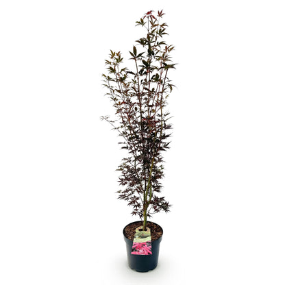 Acer palmatum Skeeters Broom en pot sur fond blanc, montrant sa forme élancée et son feuillage pourpre.