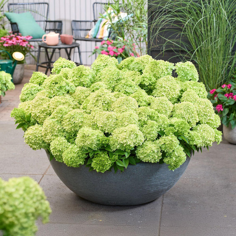 Hortensia Groundbreaker Greeny (Hydrangea macrophylla), arbuste fleuri rustique, Pot 14 cm, Hauteur 20-25 cm