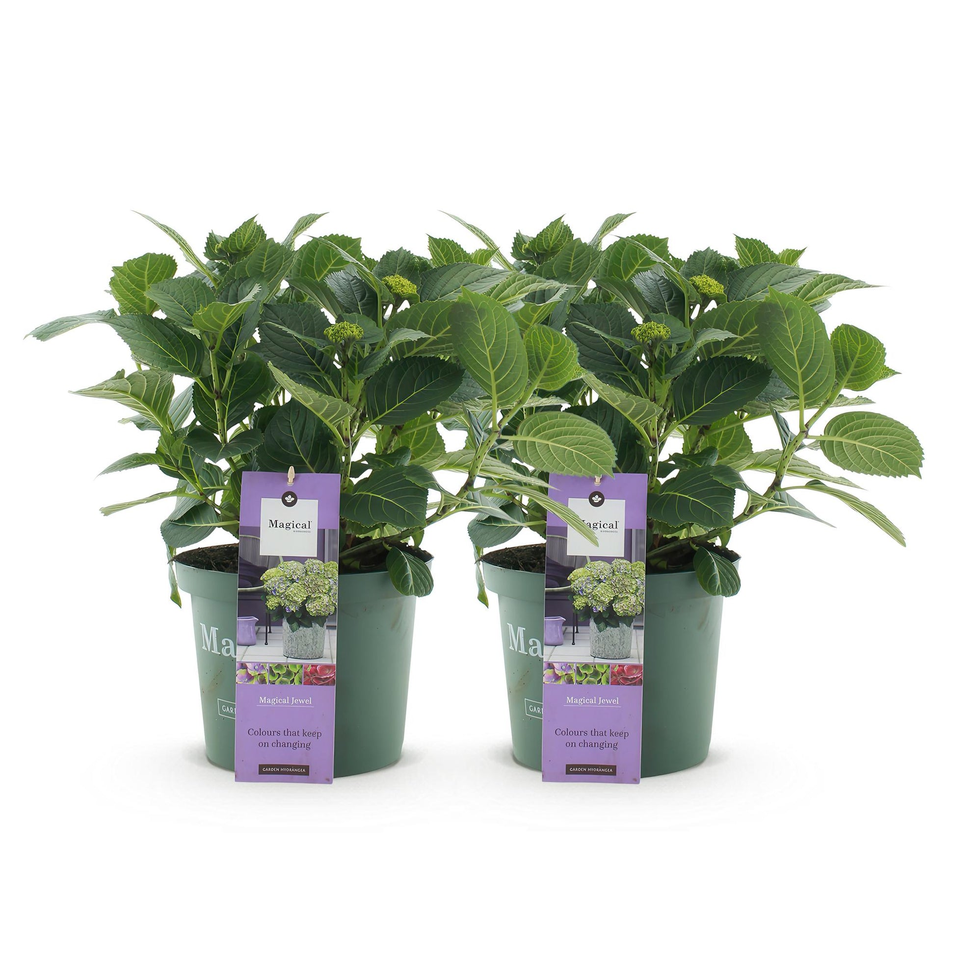 Hortensia Magical Jewel Blue : deux plants en pot vert avec leurs étiquettes, alignés sur fond blanc uni.