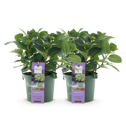 Hortensia Magical Jewel Blue : deux plants en pot vert avec leurs étiquettes, alignés sur fond blanc uni.
