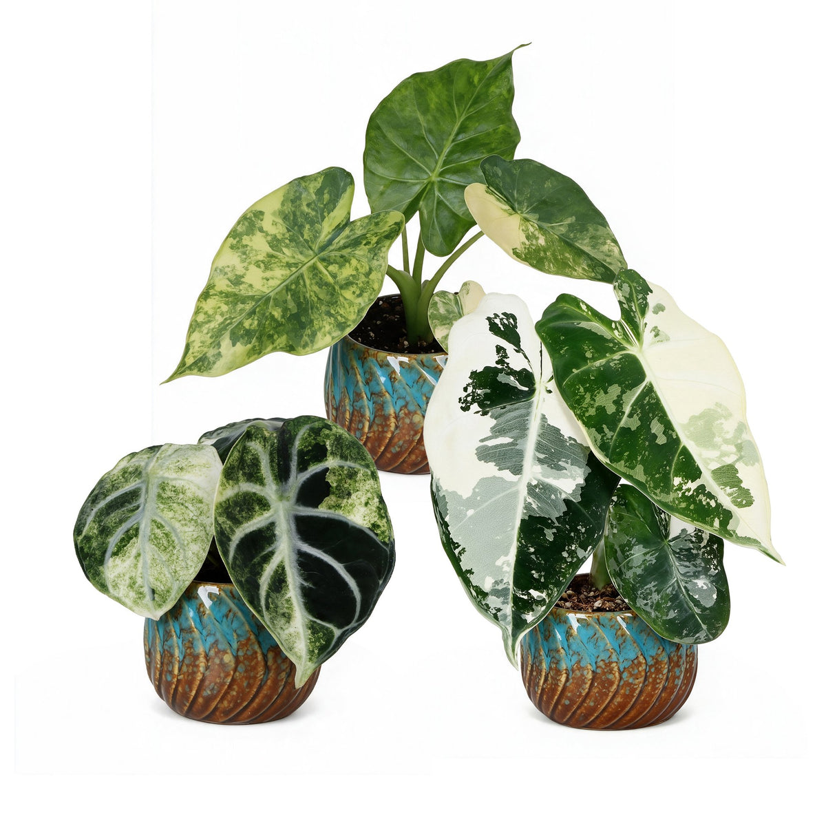 Bébés Alocasia panachés en pot de 6 cm, cache-pot cuivre et turquoise