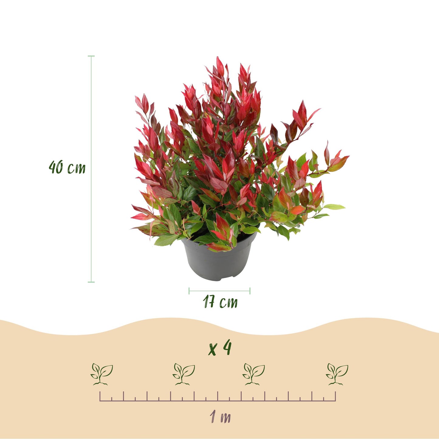 Leucothoe Little Flame : Schéma montrant un plant en pot de 17 cm, hauteur 40 cm. Indication d'espacement de plantation de 1 mètre pour 4 pl
