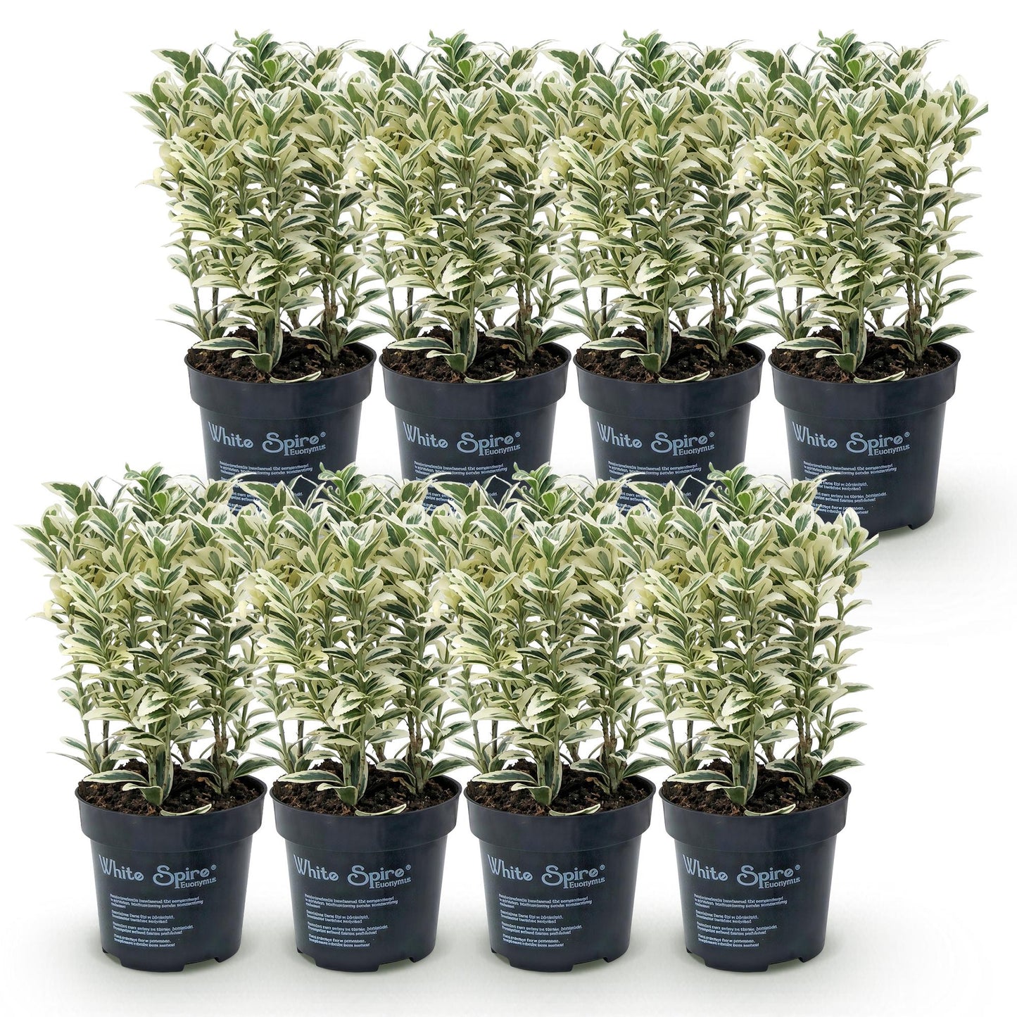 Euonymus japonicus White Spire, lot de 8 plants de fusain du Japon persistants en pots de 9cm, feuillage panaché vert et blanc, sur fond bla