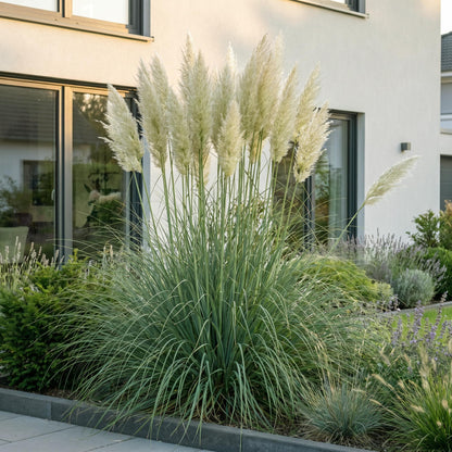 Graminées Cortaderia sell. Pumila, herbe de la Pampa naine avec de grands plumets blancs, plantée devant une maison moderne.