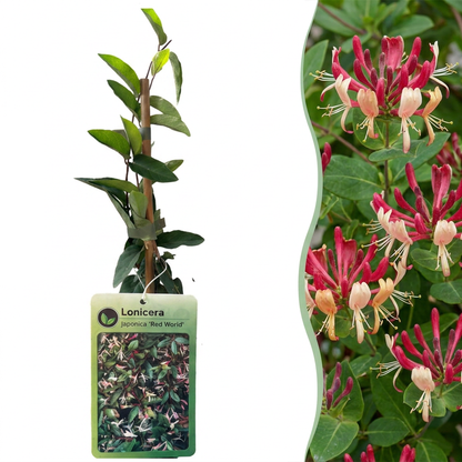 Chèvrefeuille du Japon 'Red World' (Lonicera japonica) - grimpante persistante parfumée