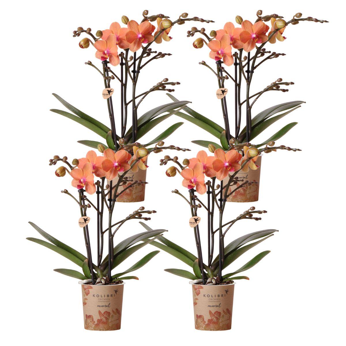 Lot de 4 orchidées Phalaenopsis 'Bolzano' orange - Pot 9 cm