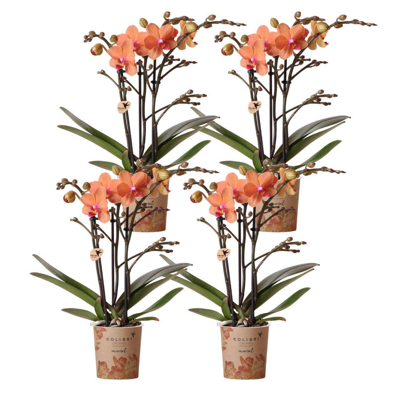 Lot de 4 orchidées Phalaenopsis 'Bolzano' orange - Pot 9 cm