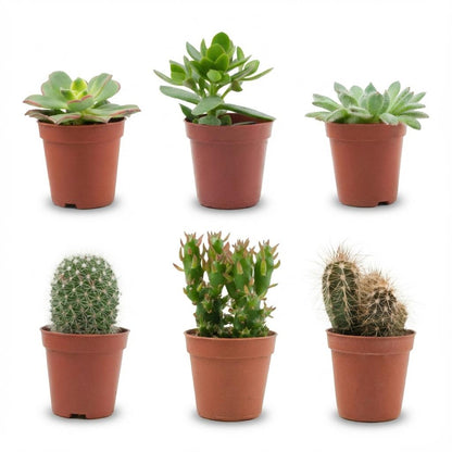 Mélange de mini cactus et succulentes assortis en pots de culture de 5,5 cm