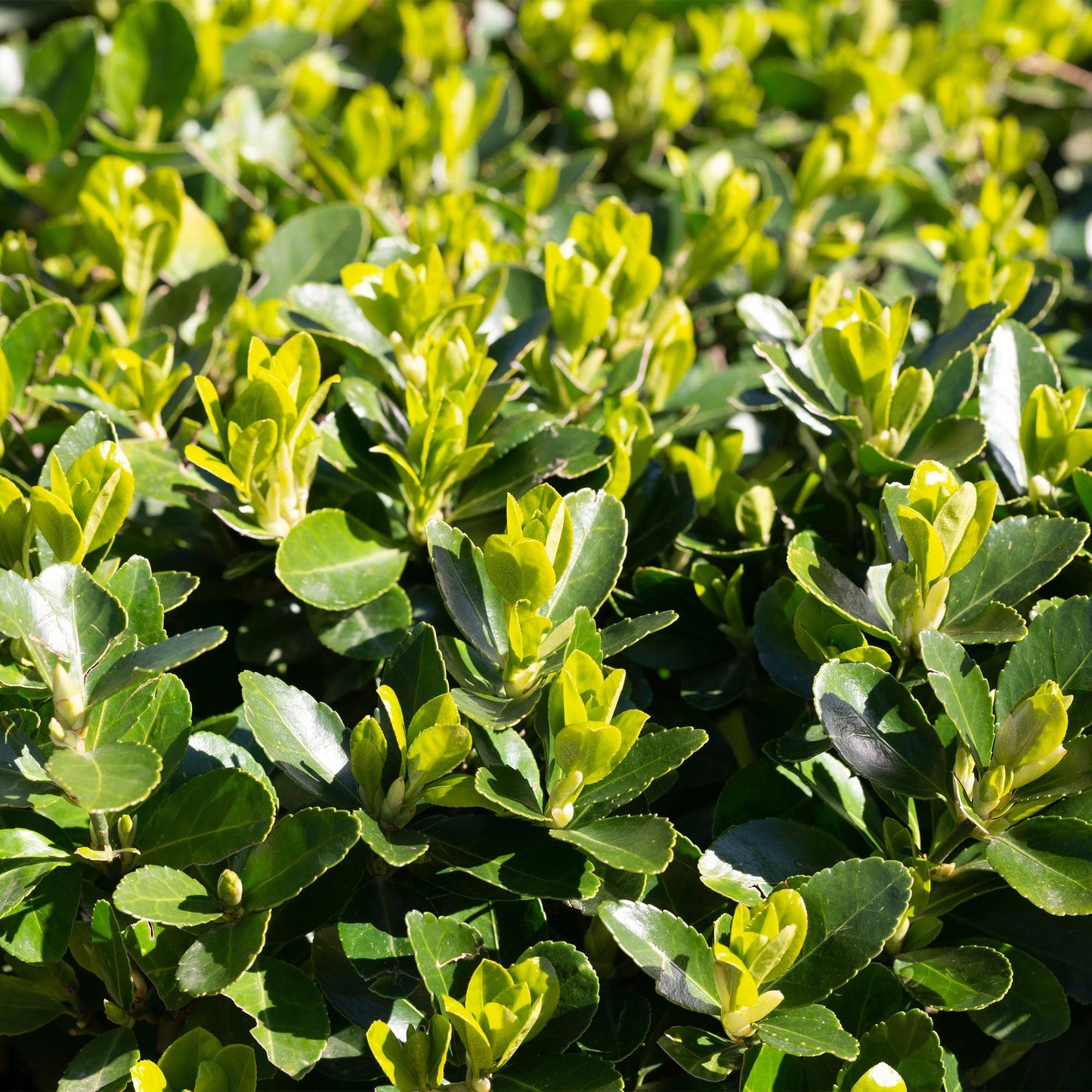 Euonymus japonica Green Spire, fusain persistant. Gros plan sur les jeunes feuilles vert clair et les feuilles plus matures vert foncé du pl