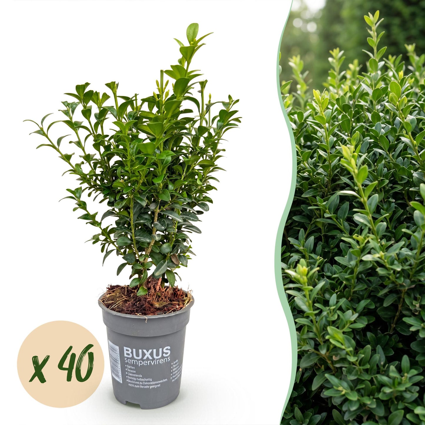 Buxus sempervirens, lot de 40 plants en pots sur fond blanc avec un aperçu d'une haie luxuriante.