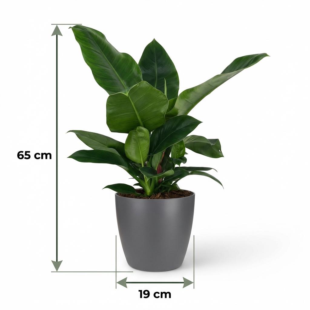 Plante d'intérieur - Philodendron - Philodendron Imperial Green - Vert - Entretien facile - 1 Plante - avec Potter Gris - Pot 19cm - Hauteur 65cm