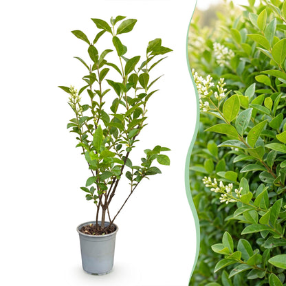 Ligustrum ovalifolium - Ligustre commun en pot sur fond blanc à côté d'une haie luxuriante en fleurs blanches.