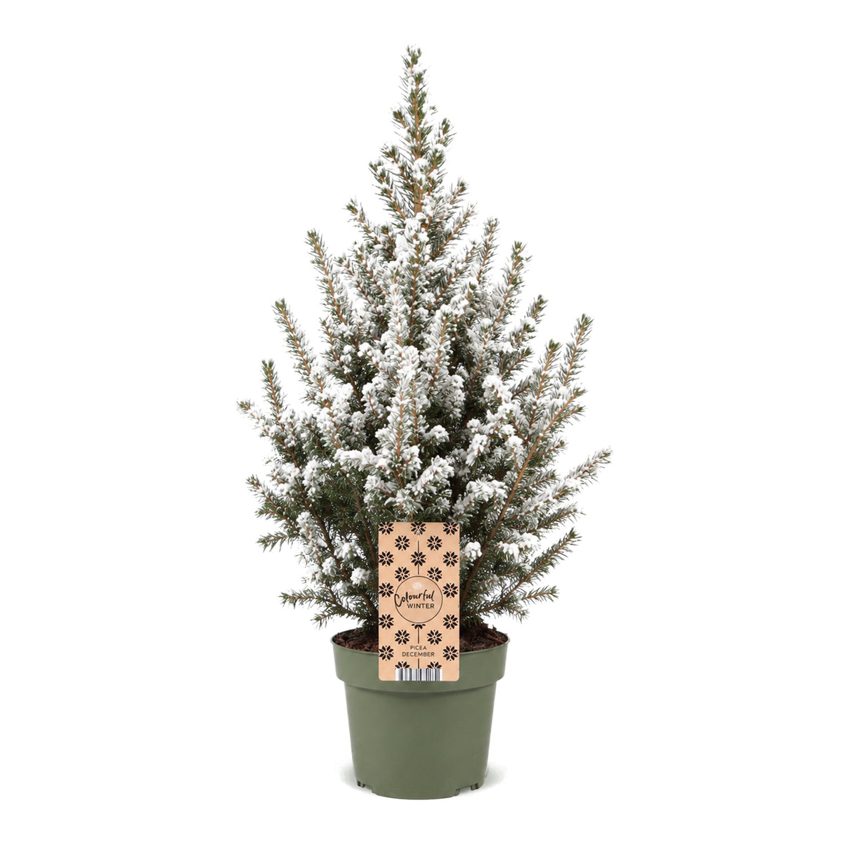 Épicéa 'Conica' enneigé 1 sapin en pot de 17 cm